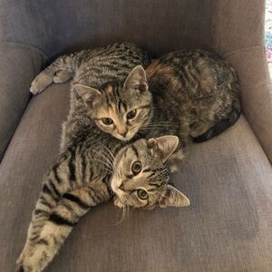 Meet your Posher, Elisa